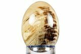 Colorful Polished Petrified Wood Egg - California #309016-1